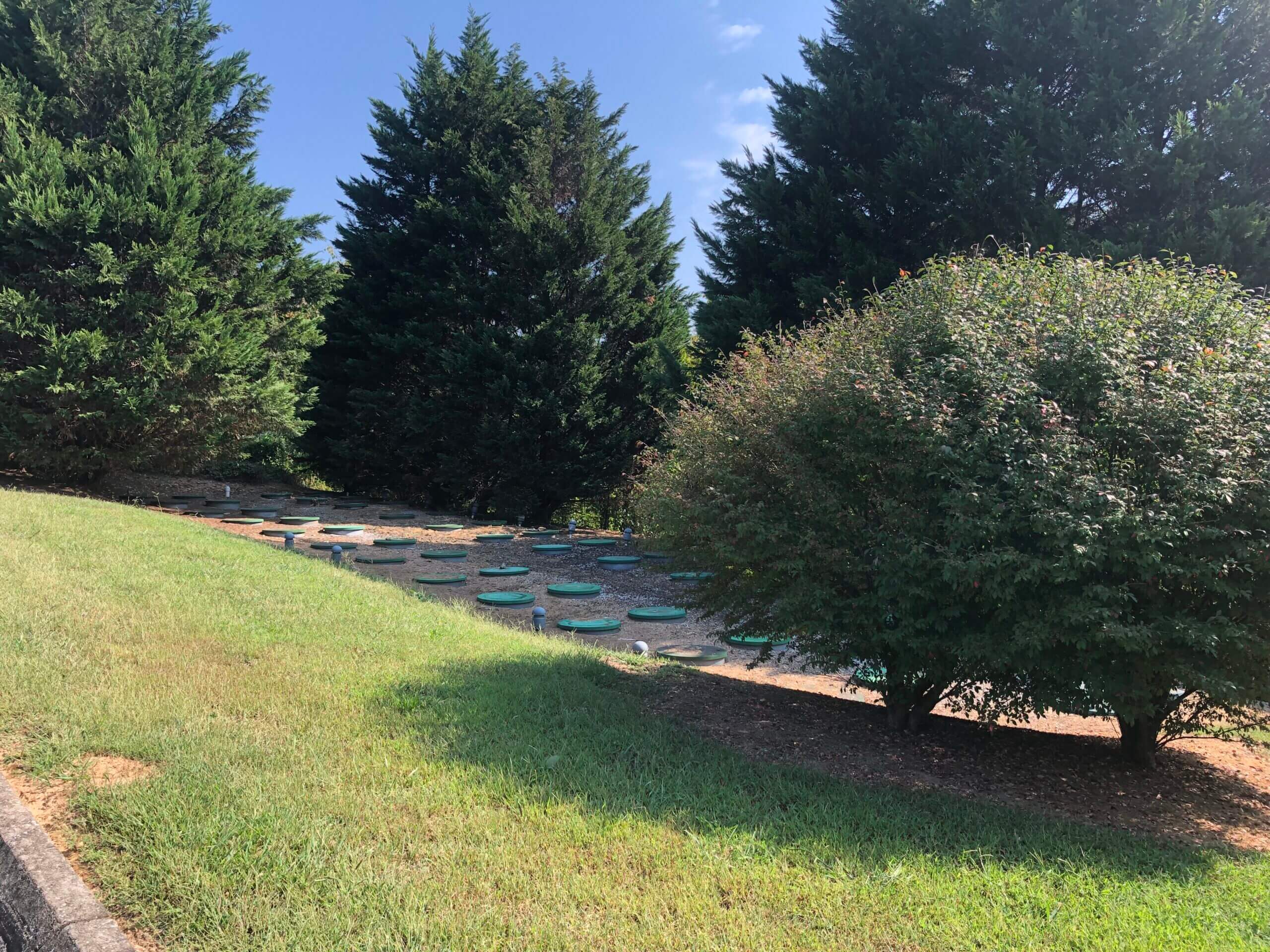A sunny garden path lined with trees and shrubs.